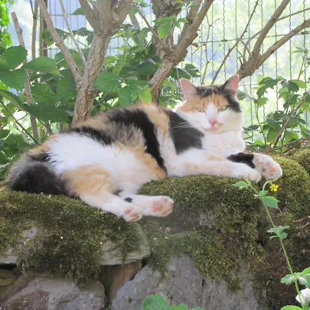 Esprit Nature Rêve D'étoiles 3*