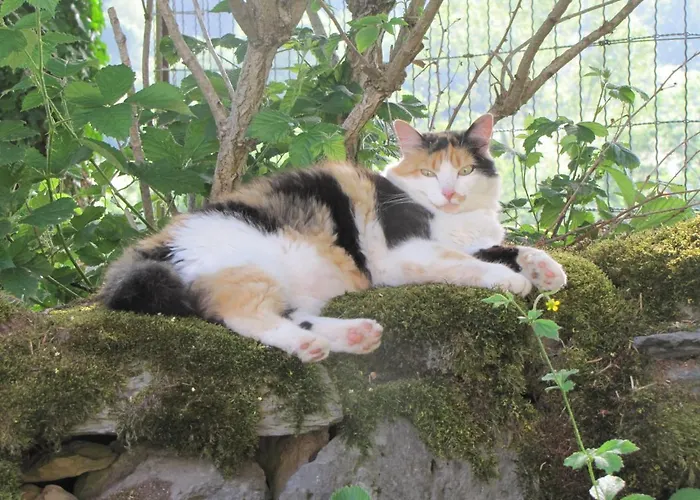 Esprit Nature Rêve D'étoiles 3*