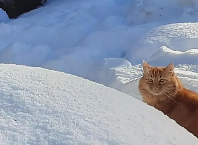 Esprit Nature Rêve D'étoiles Graissac